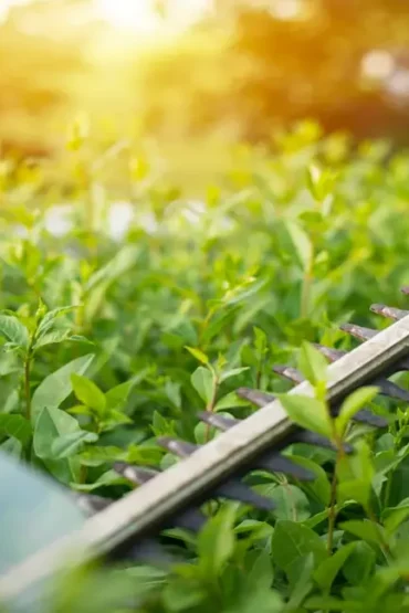 6_HEdge_Trimming_Cleanup_Hacks-min_1170x650