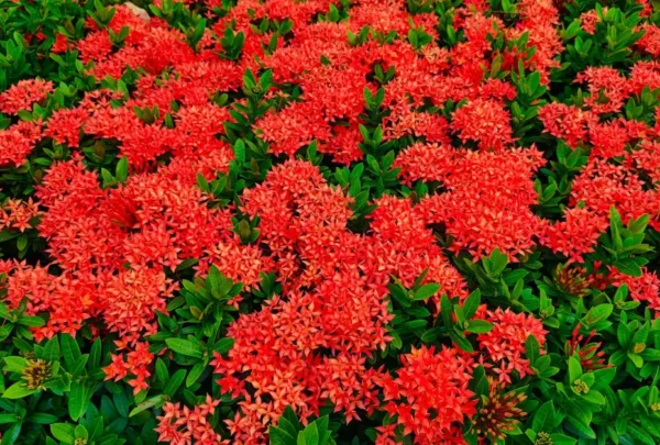 landscaping-cost-kildare-2026 Lush garden featuring vivid red Ixora flowers in bloom against bright green foliage
