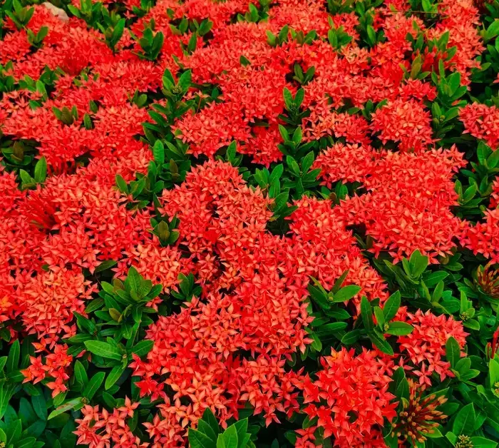Lush garden featuring vivid red Ixora flowers in bloom against bright green foliage
