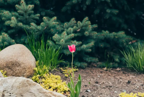 questions-ask-landscaper-kildare A lone red tulip stands out among rocks and greenery in a lush garden setting