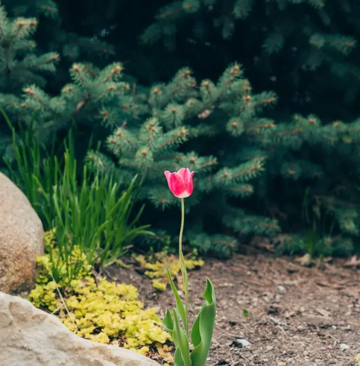 A lone red tulip stands out among rocks and greenery in a lush garden setting