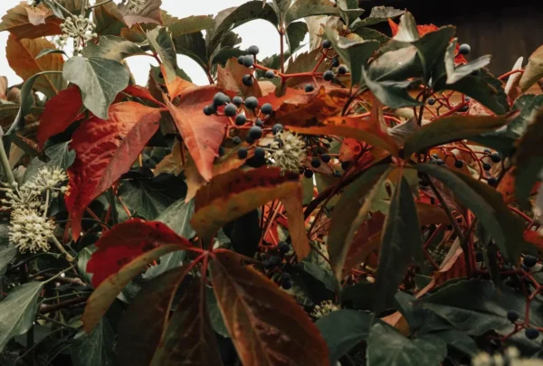 winter-proofing-garden-kildare-2026 Vibrant autumn foliage of Virginia creeper with clusters of dark berries