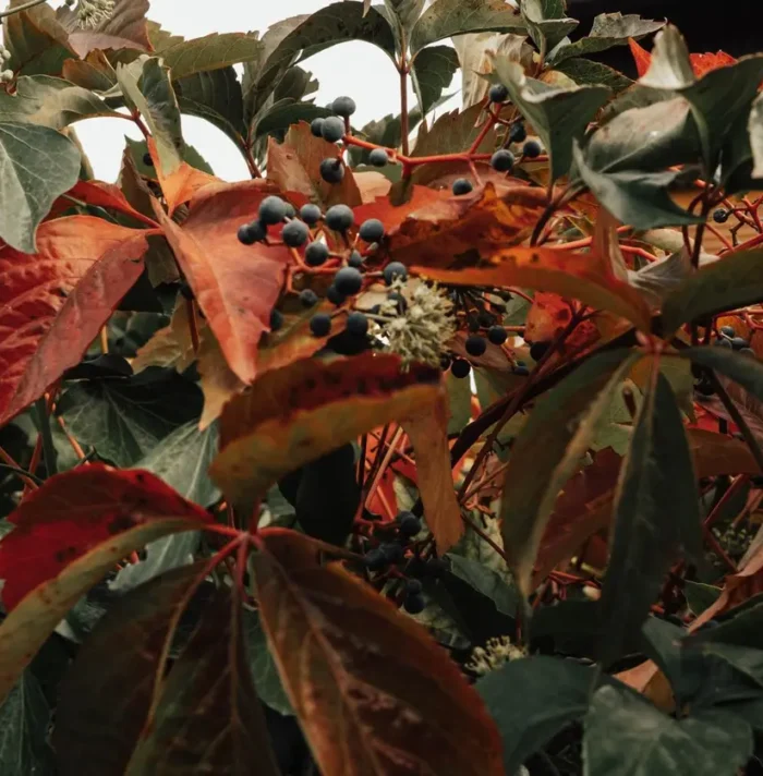 Vibrant autumn foliage of Virginia creeper with clusters of dark berries