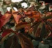 Winter-Proofing Your Garden: A Kildare Landscaping Checklist For Late 2026